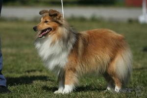 Gadgetka Manepo Ideál