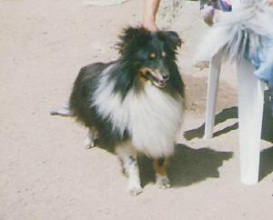 GALLEN BLACK z Černé hlásky