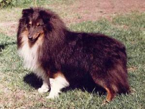 GANGSTER z Ďáblovy studánky CS