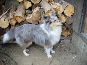 GARGAMEL ze Souhvězdí Orionu