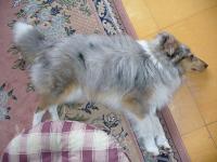 GARGAMEL ze Souhvězdí Orionu