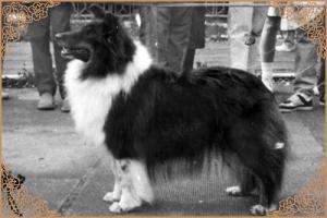 GILLI z Ďáblovy studánky CS