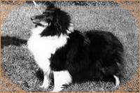 GILLI z Ďáblovy studánky CS