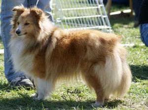 GIPSY GWENDA Fort Fox