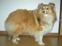 GIPSY GWENDA Fort Fox