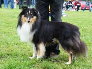 GIPSY od Růžové vily