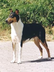 Foxearth High Frequency