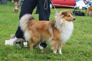 GOLDWIN Manepo Ideál