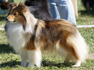 Gotika z Ďáblovy studánky