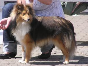 GRIM GOLD Ria-Henria