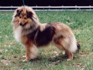 HAIRI HANI z Ďáblovy studánky