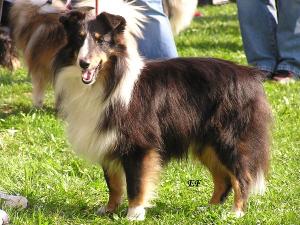 HARRY ze Zlaté hvězdy