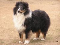 HARRY ze Zlaté hvězdy