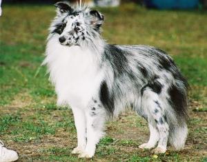 HEAVENLY BLUE z Ďáblovy studánky