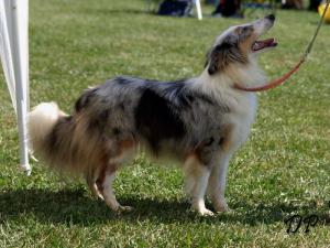 Hellenka ze Shetlandů