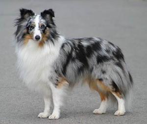 HERMELIN BLUE z Ďáblovy studánky