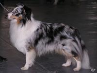 HERMELIN BLUE z Ďáblovy studánky