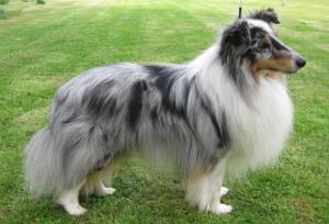 Hero Holmes Fort Fox