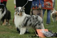 Hero Holmes Fort Fox