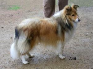 HOCUS-POCUS Smaal Kim