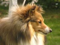 HOCUS-POCUS Smaal Kim