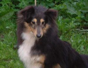 HOT ANGEL LEE ze Shetlandů