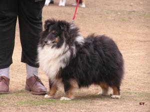 HUGO ze Zlaté hvězdy