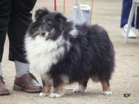 HUGO ze Zlaté hvězdy