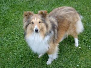 CHARLOTTA ze Shetlandů