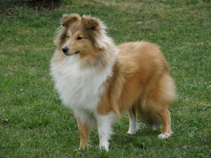 CHARLOTTE ANGEL od Růžové vily