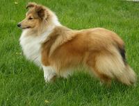 CHARLOTTE ANGEL od Růžové vily