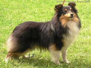 Cher ze Souhvězdí Orionu