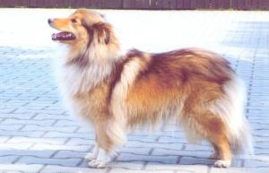 Chimera z Vesničky u hranic