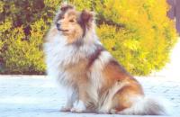 Chimera z Vesničky u hranic