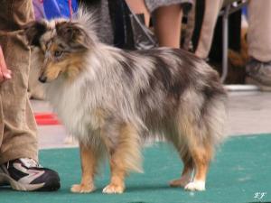 ICE ISABELLA ze Shetlandů