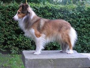 Illusion Image z Ďáblovy studánky