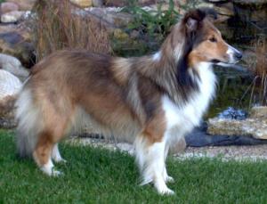 IMPISH IDEA z Ďáblovy studánky