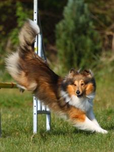 IN VINO VERITAS Lenfir