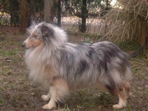 INDIGO ze Souhvězdí Orionu