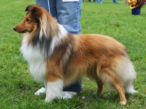 IRIS z Vrchovinské stráně