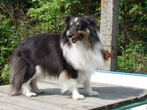 IRMA IVY BLACK z Benešovské zahrady