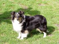 IRMA IVY BLACK z Benešovské zahrady