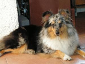 JANETTE ze Shetlandů