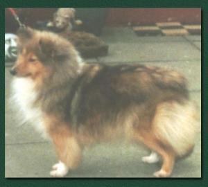 Japaro Mystic Melody