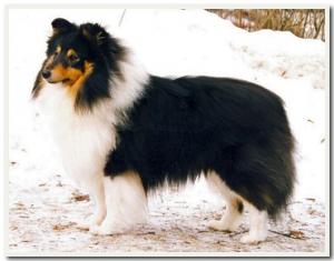 Japaro Tri to Resist