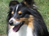 JAZZ ROCK z Ďáblovy studánky