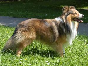 JESS JOLLY GOLD z Benešovské zahrady