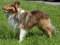 JESS JOLLY GOLD z Benešovské zahrady