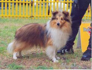 JOEY KELLY ze Shetlandů