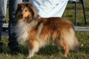 JOFREY GOLD z Vesničky u hranic